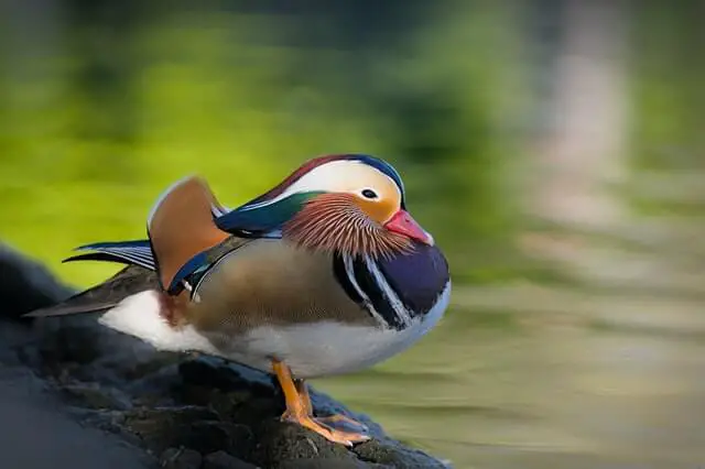 pato mandarín emplumado de colores parado cerca del agua