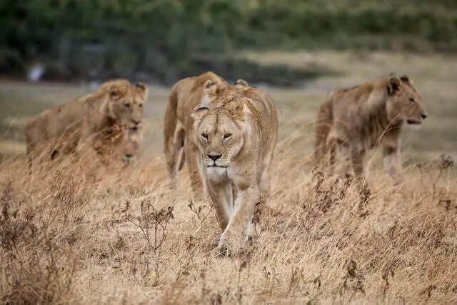 un grupo de leones hembras en la naturaleza