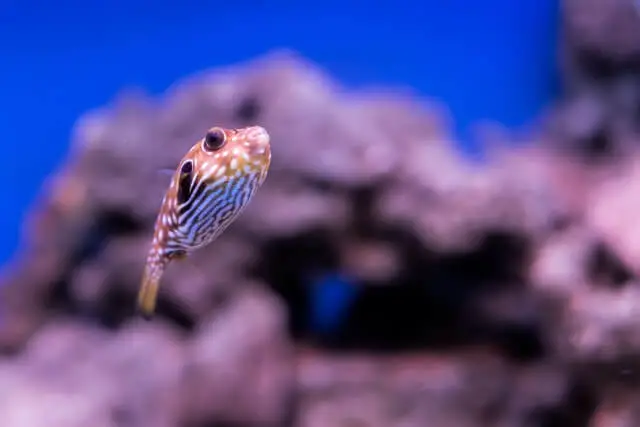 pequeño pez globo con ojos grandes