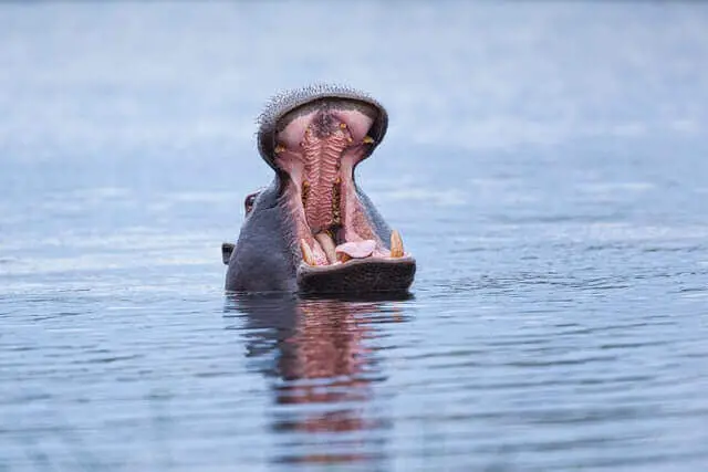 hipopótamo con la mandíbula abierta