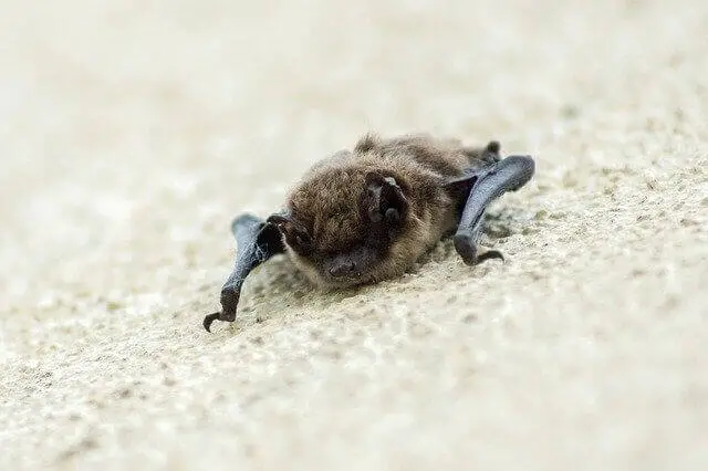 murciélago vampiro arrastrándose por el suelo