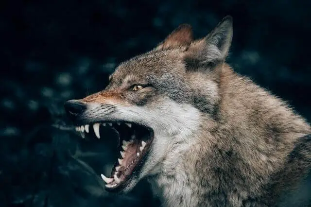 lobo gris enojado con la mandíbula abierta