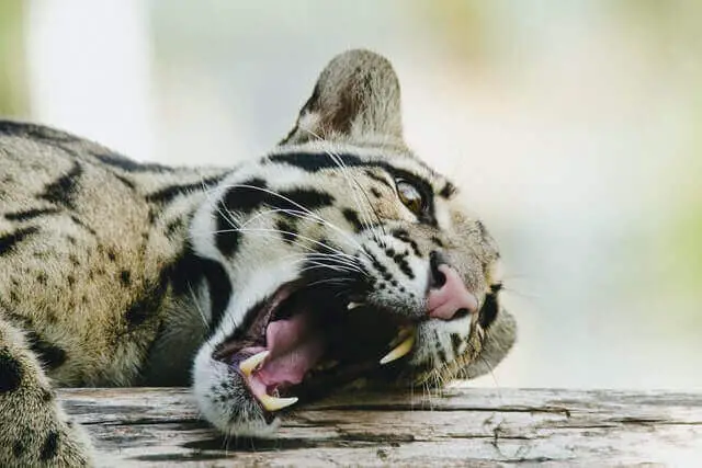 leopardo nublado acostado con la boca abierta