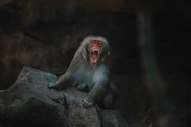 babuino gris mostrando sus colmillos