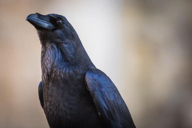 foto de cerca de un cuervo negro