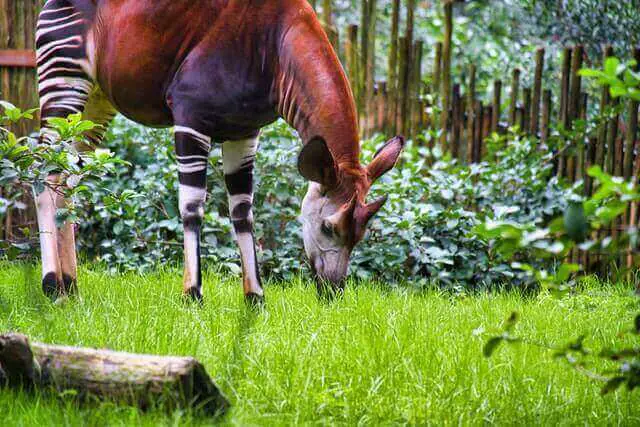 okapi pastando hierba verde