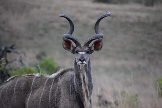 mayor kudu con grandes cuernos y orejas