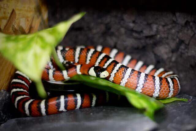 serpiente roja con rayas blancas y negras