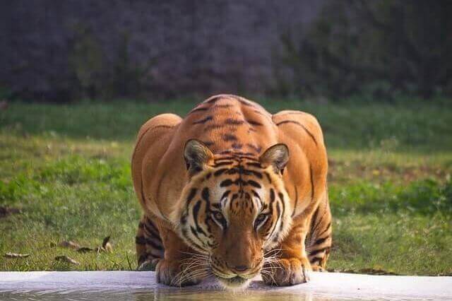 tigre musculoso bebiendo agua