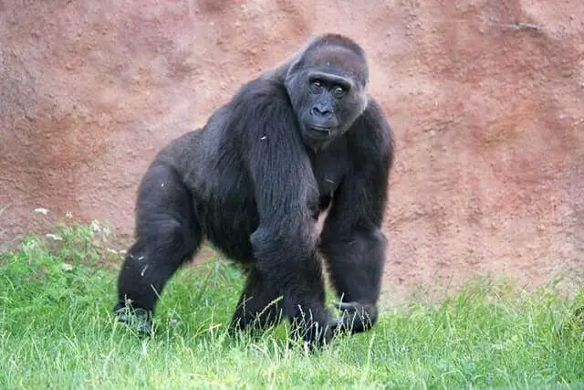gran gorila caminando sobre la hierba