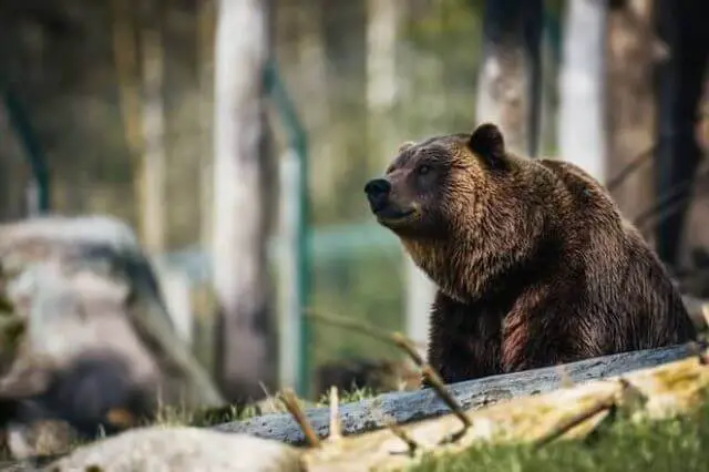 oso grizzly marrón en estado salvaje