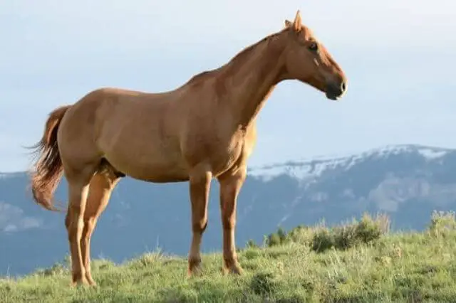 hermoso caballo marrón parado sobre una hierba verde