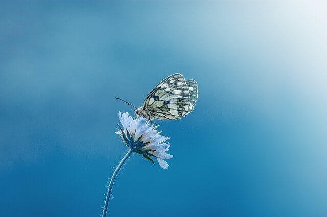 mariposa azul sobre una flor blanca