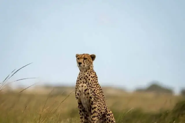 guepardo rayado negro de pie en la naturaleza