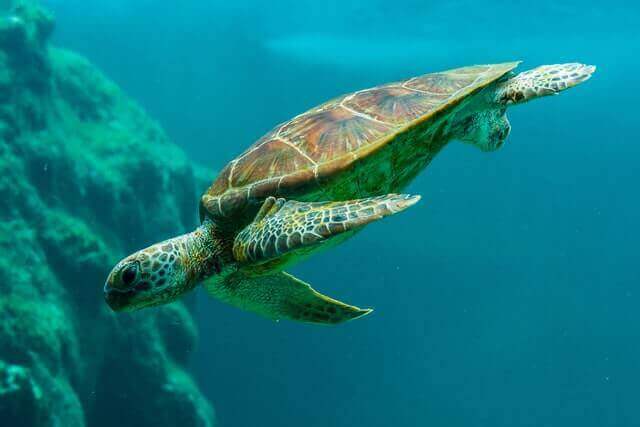 tortuga marina nadando bajo el agua