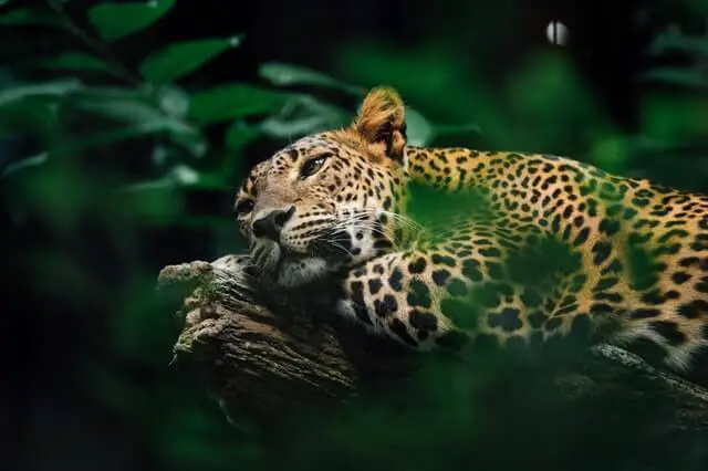 jaguar descansando en un arbol