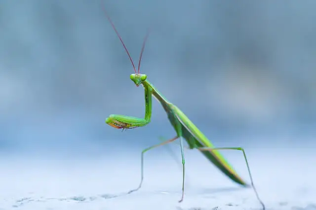 insecto mantis verde