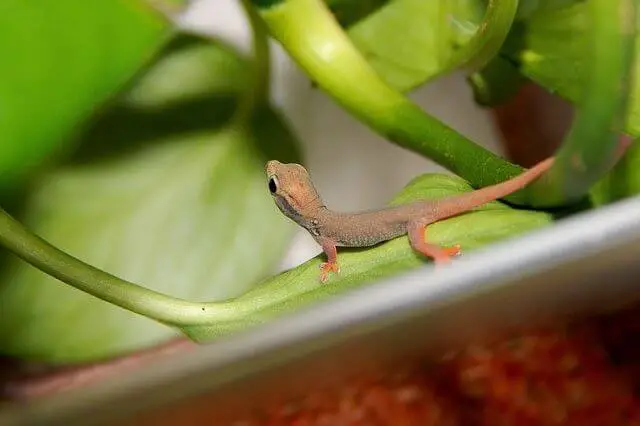 bebé gecko enano en una hoja verde