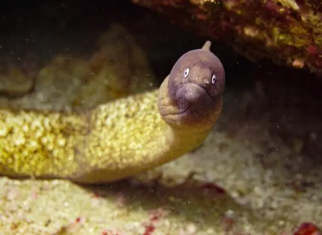 anguila amarilla con cabeza morada