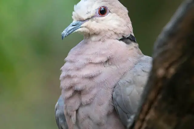 paloma blanca con ojos rojos
