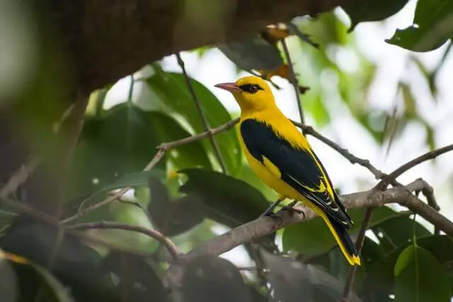 pájaro negro y amarillo con ojos rojos