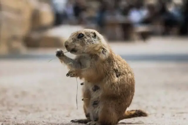 marmota comiendo brizna de hierba