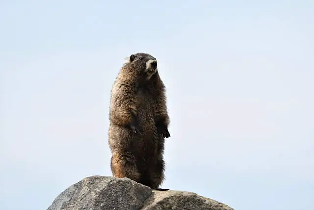 marmota de pie sobre rocas en dos piernas