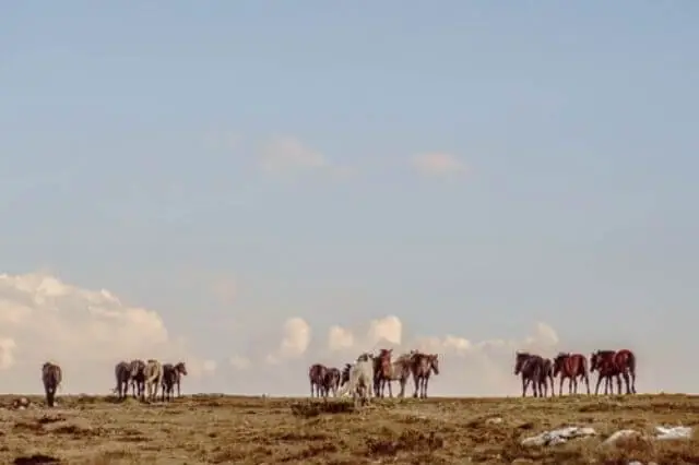 un grupo de caballos en la naturaleza