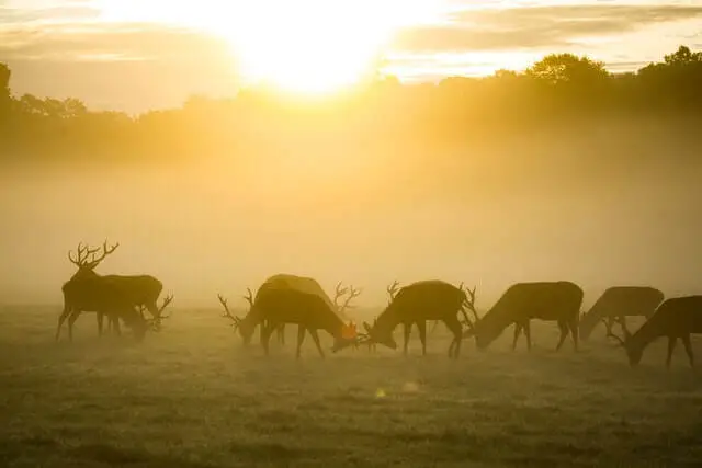manada de ciervos durante un amanecer