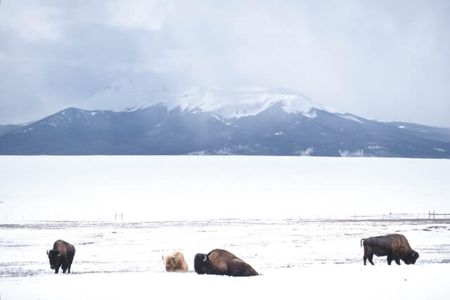 un pequeño grupo de búfalos en la nieve