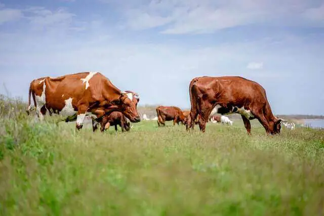 rebaño de vacas pastando en la hierba