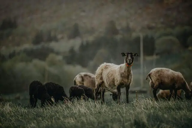 rebaño de cabras en una hierba verde