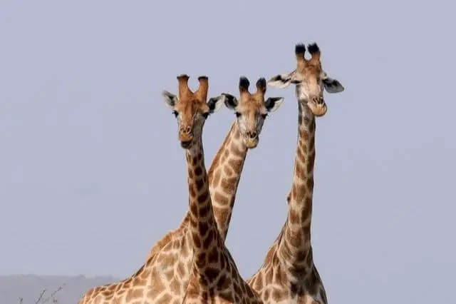 tres jirafas de pie en la naturaleza durante el día