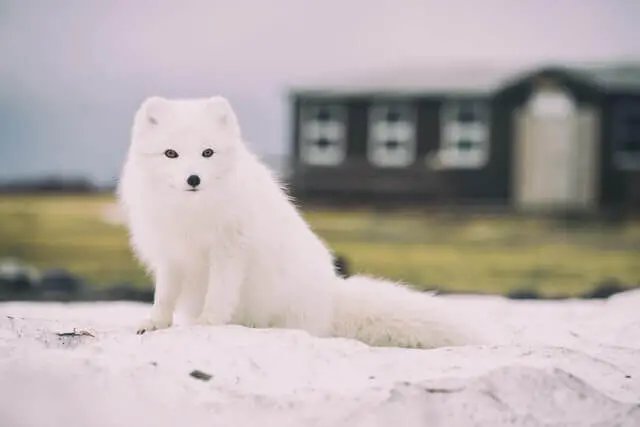 zorro ártico blanco sentado en la nieve