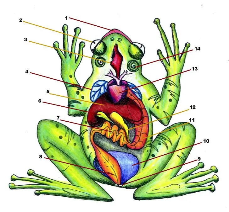 Anatomía de la rana 2