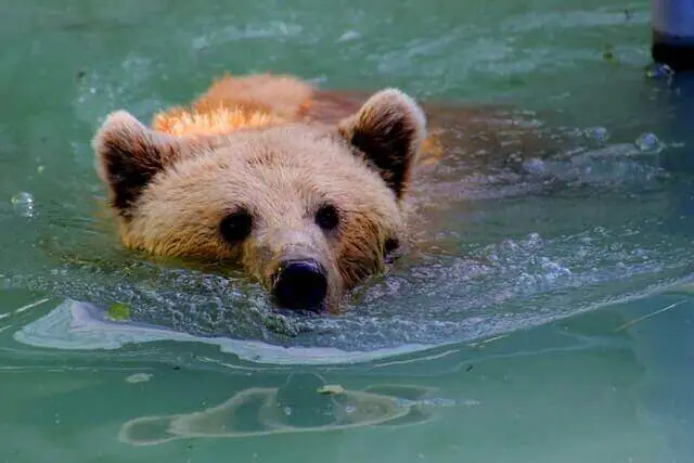 oso pardo nadando en el agua