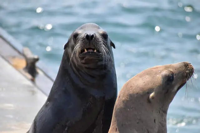dos focas en un muelle cerca del agua