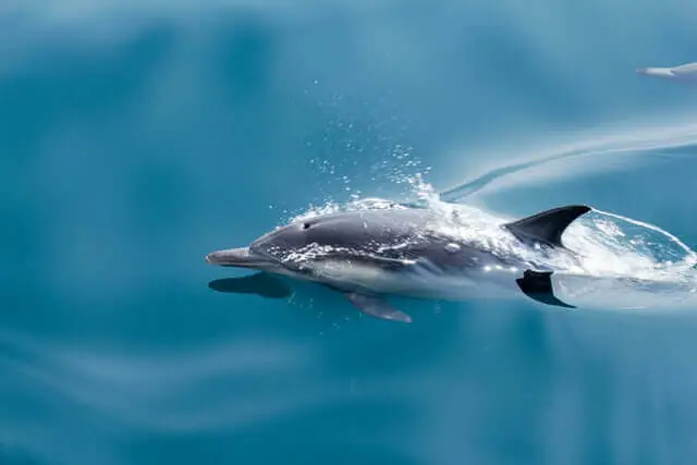 delfín gris nadando en un agua azul
