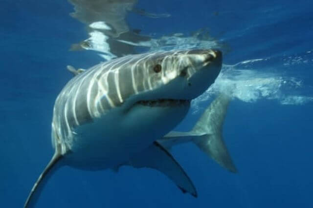 gran tiburón blanco nadando en el agua