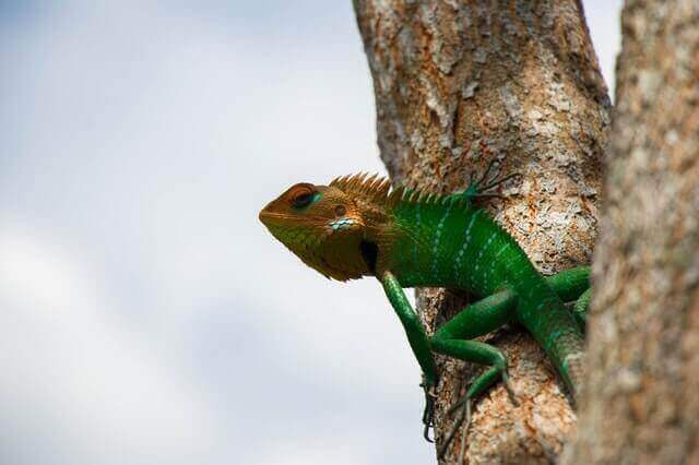 un lagarto verde y naranja trepando a un árbol