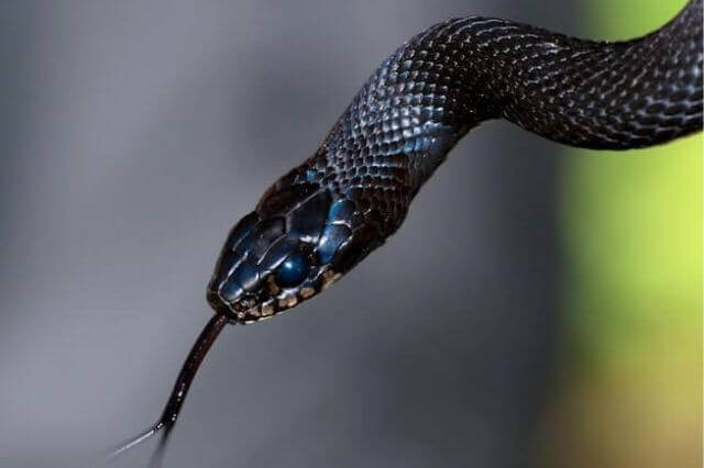 una serpiente negra cubierta de escamas