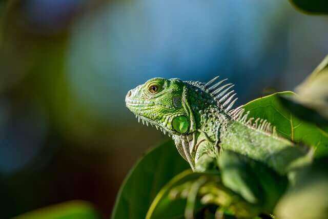una iguana verde en un entorno verde