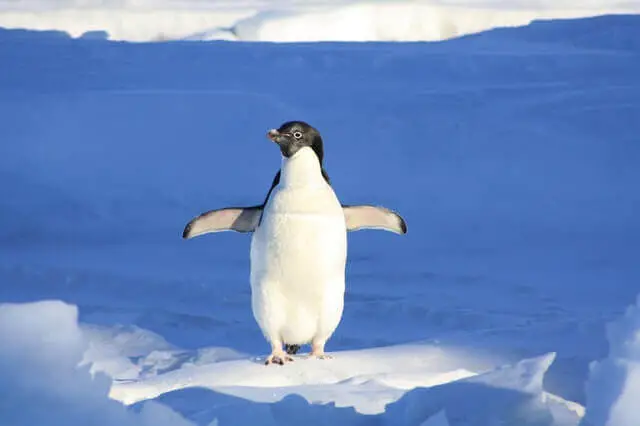 pingüino de aspecto divertido parado en la nieve
