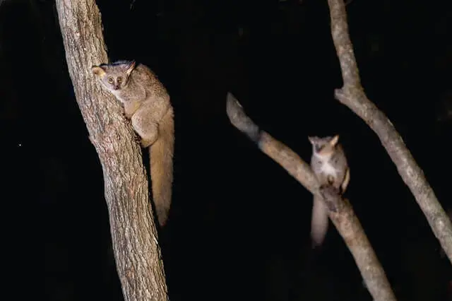 dos bushbabies trepando árboles