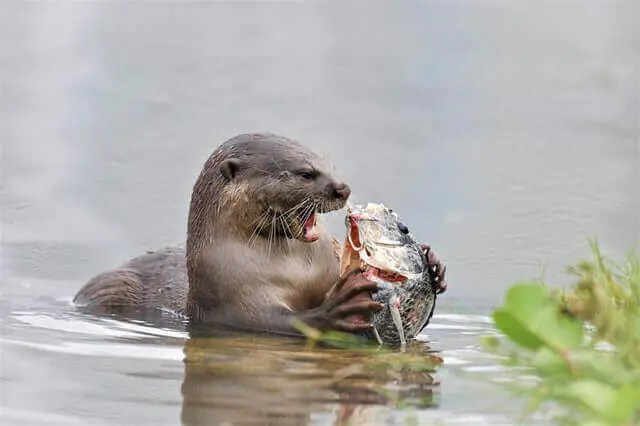 nutria comiendo pescado en el agua