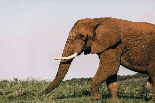 gran elefante marrón caminando sobre la hierba