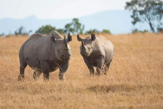 dos rinocerontes de pie sobre una hierba gris