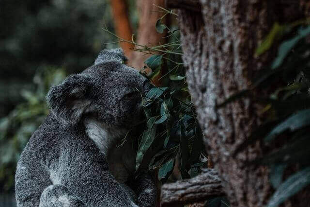 koala comiendo plantas en un árbol