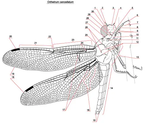 Anatomía de la libélula