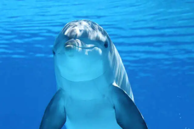 lindo delfín bajo el agua